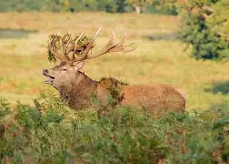 注册即赠送688雄鹿新秀表现惊艳，全场观众掌声不断，支持出来.的简单介绍
